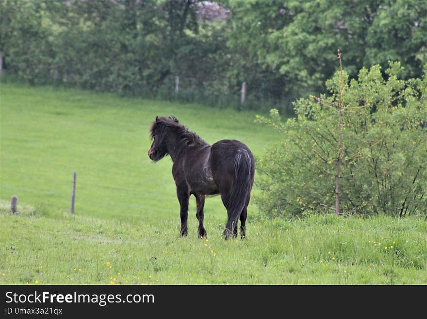 Pasture, Horse, Grassland, Grazing