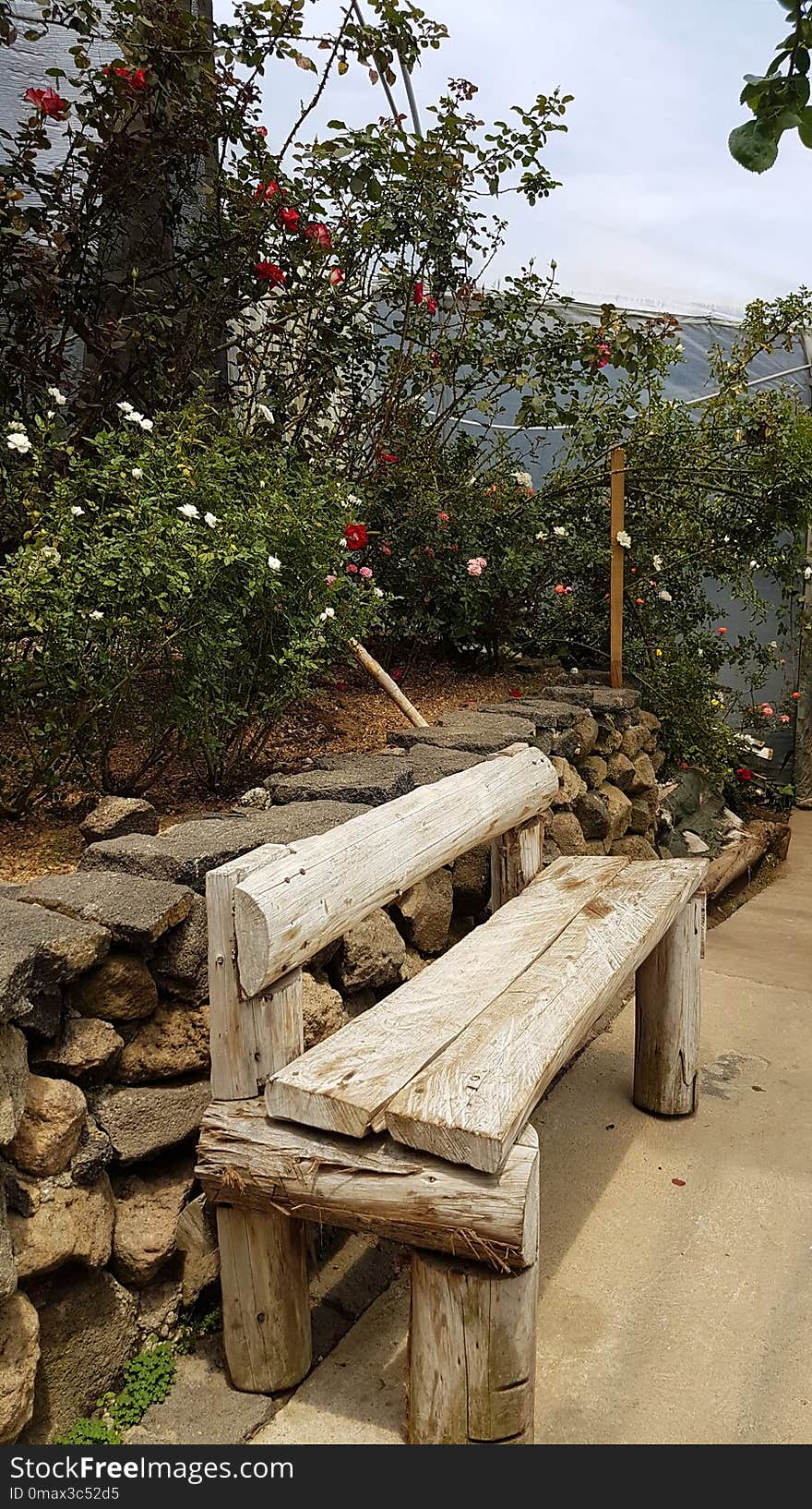 Bench, Tree, Plant, Wood