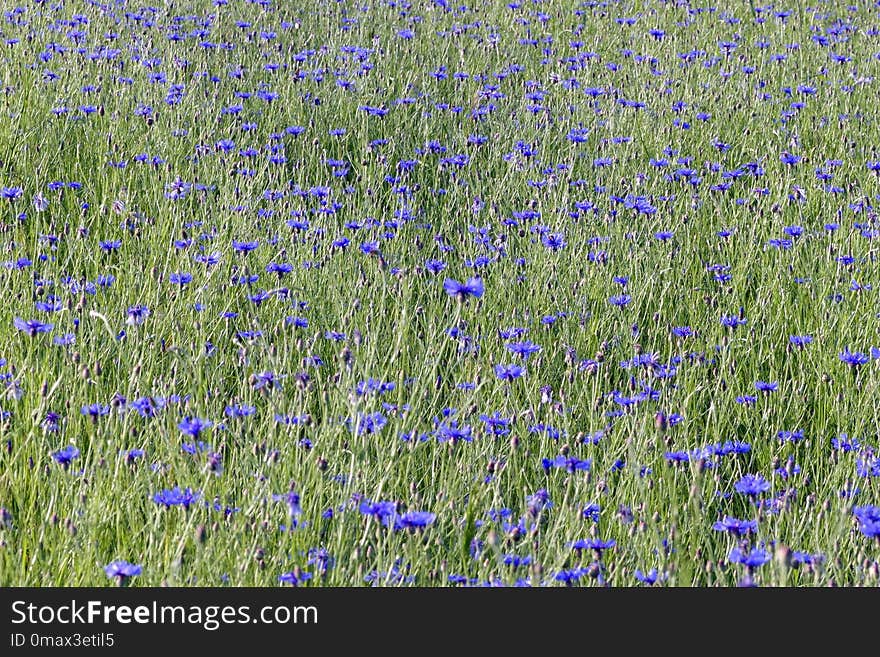 Ecosystem, Meadow, Field, English Lavender