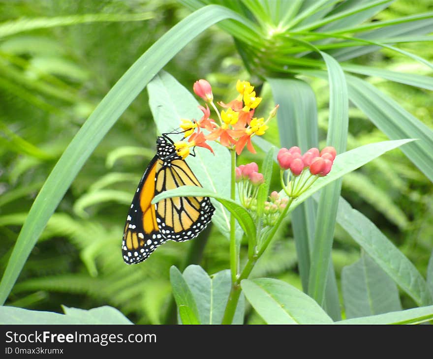 Butterfly, Insect, Moths And Butterflies, Brush Footed Butterfly