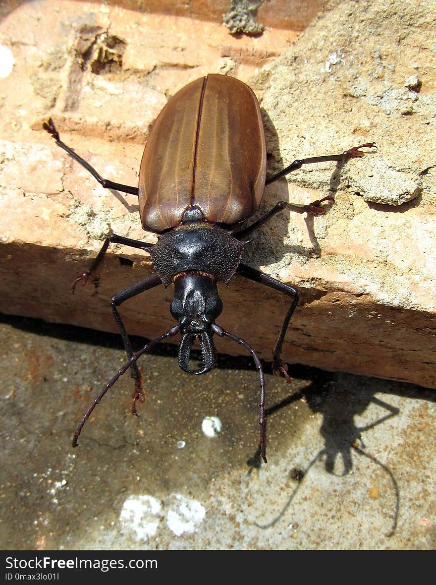 Insect, Invertebrate, Beetle, Arthropod