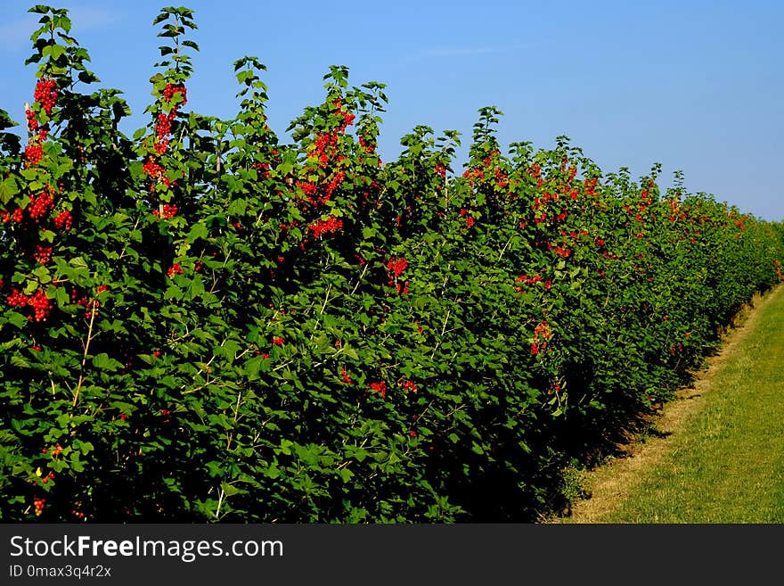 Plant, Vegetation, Tree, Agriculture