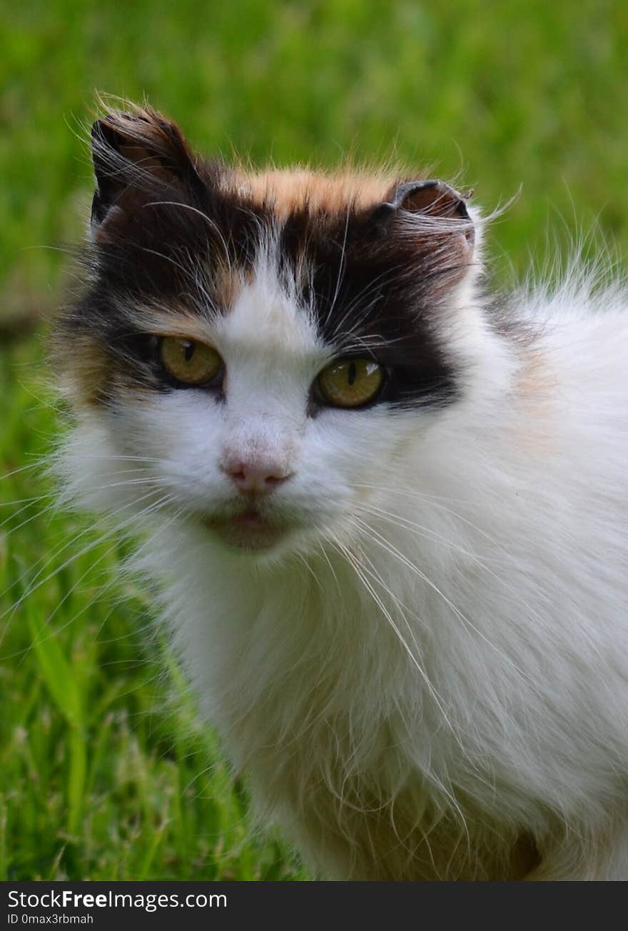 Cat, Fauna, Whiskers, Small To Medium Sized Cats