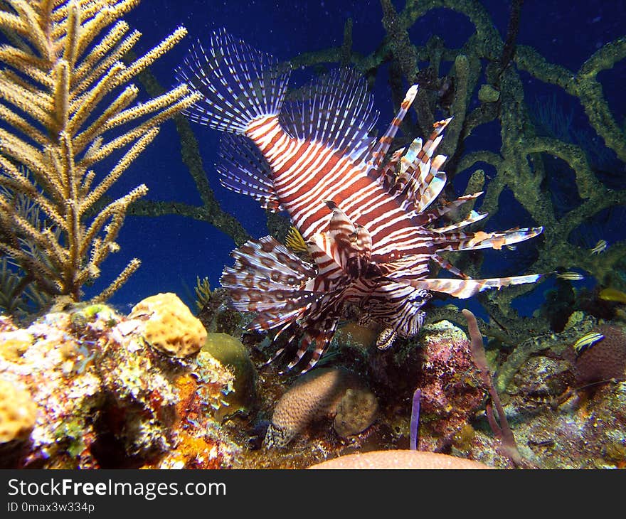 Lionfish, Coral Reef, Ecosystem, Marine Biology