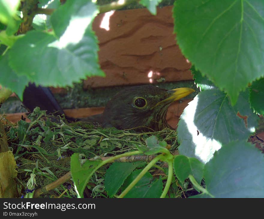 Fauna, Leaf, Bird, Beak