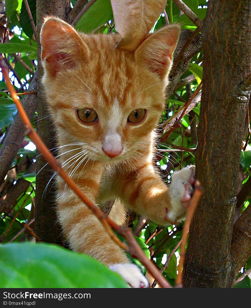 Cat, Fauna, Whiskers, Small To Medium Sized Cats