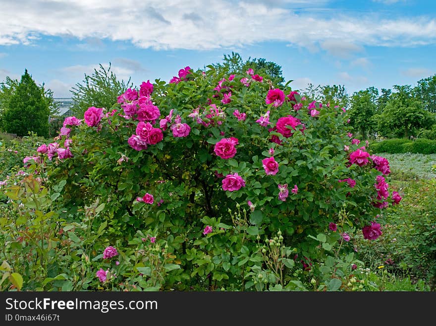 Flower, Plant, Rose Family, Flowering Plant