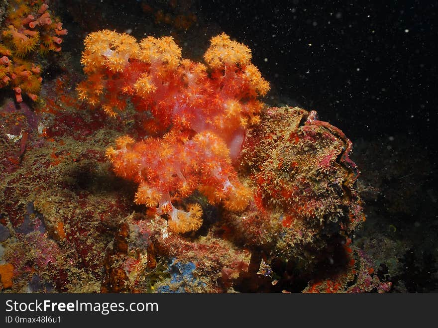 Coral Reef, Marine Biology, Underwater, Coral