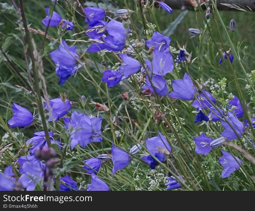 Plant, Flower, Blue, Flora