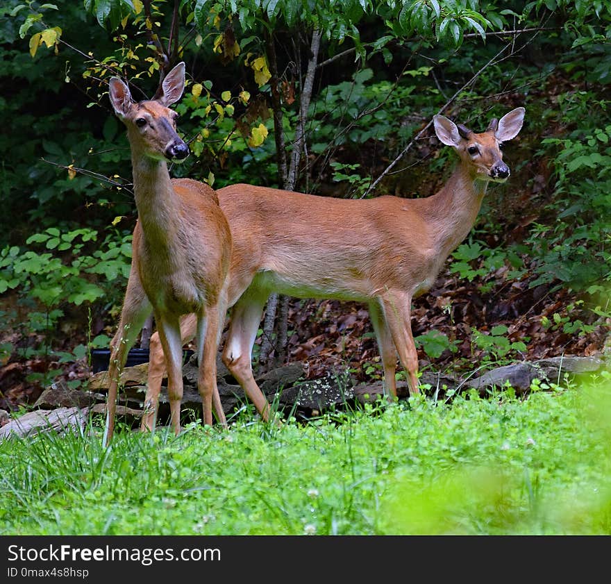 Wildlife, Deer, Fauna, Mammal