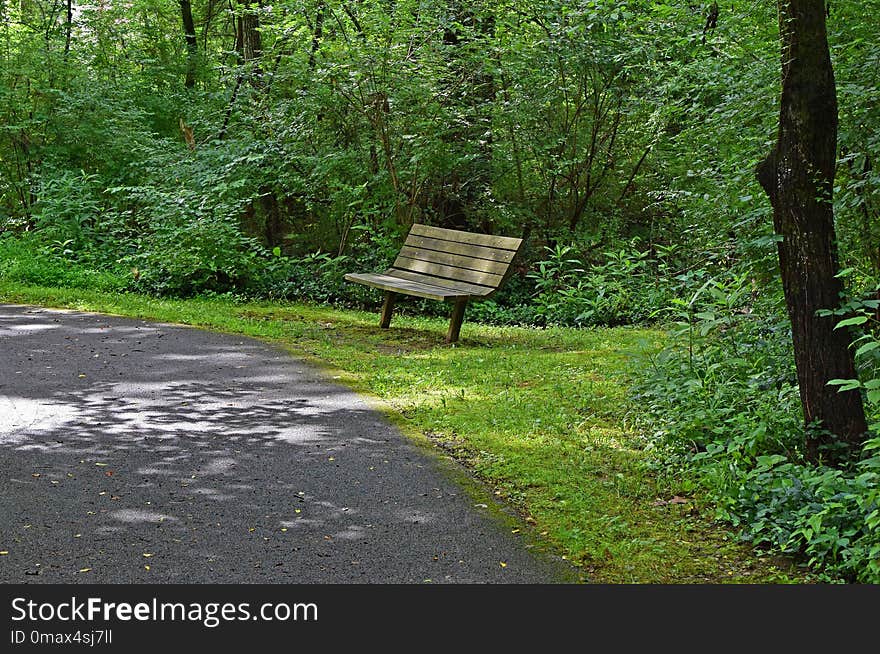 Path, Woodland, Nature, Green