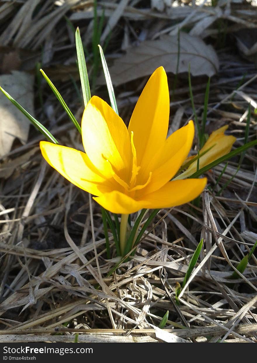 Flower, Plant, Flowering Plant, Yellow