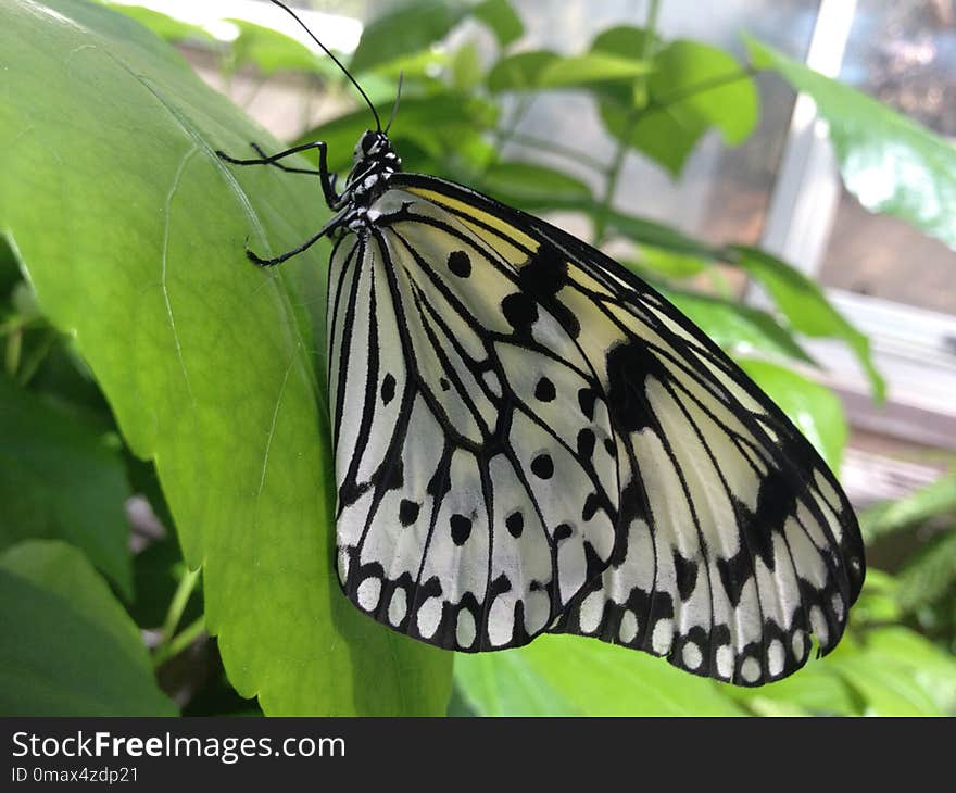 Butterfly, Moths And Butterflies, Insect, Brush Footed Butterfly