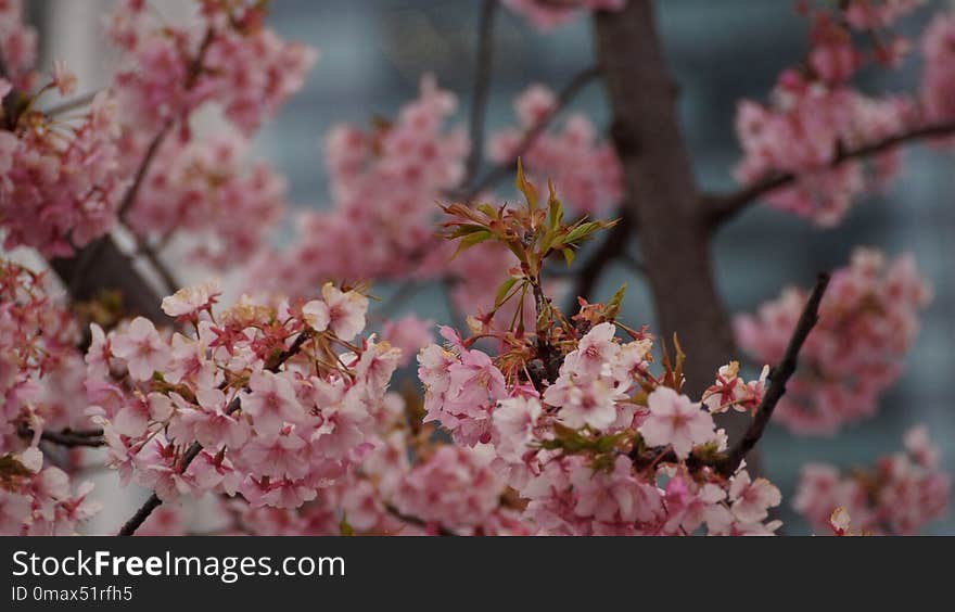 Blossom, Pink, Flower, Plant