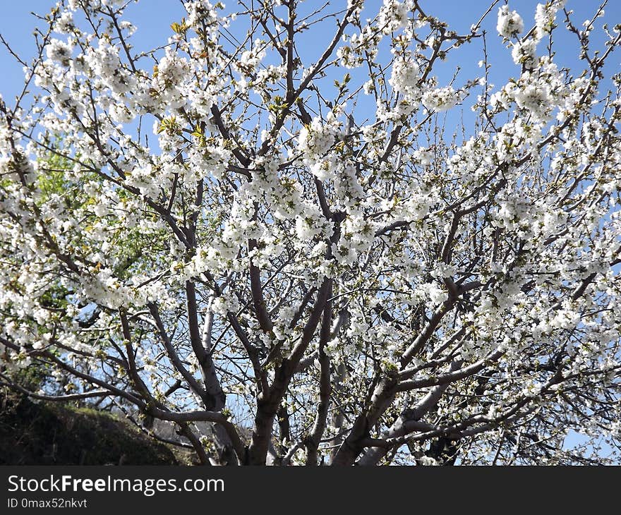 Blossom, Branch, Tree, Plant