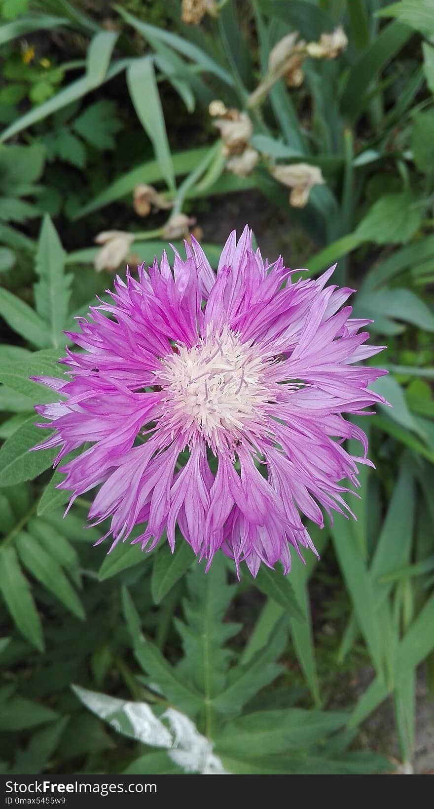 Flower, Plant, Purple, Flora