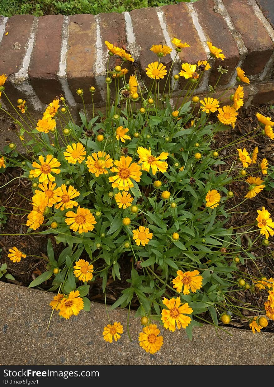 Flower, Plant, Yellow, Flora