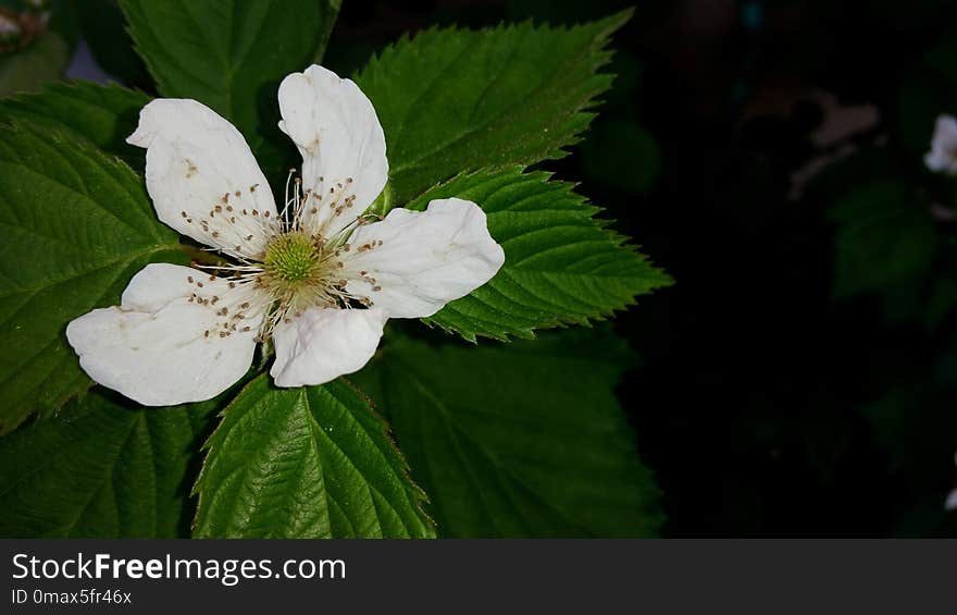 Flower, Flora, Plant, Spring