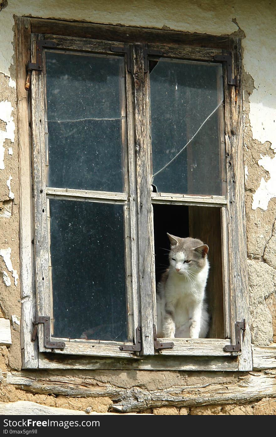 Window, Cat, Small To Medium Sized Cats, Door