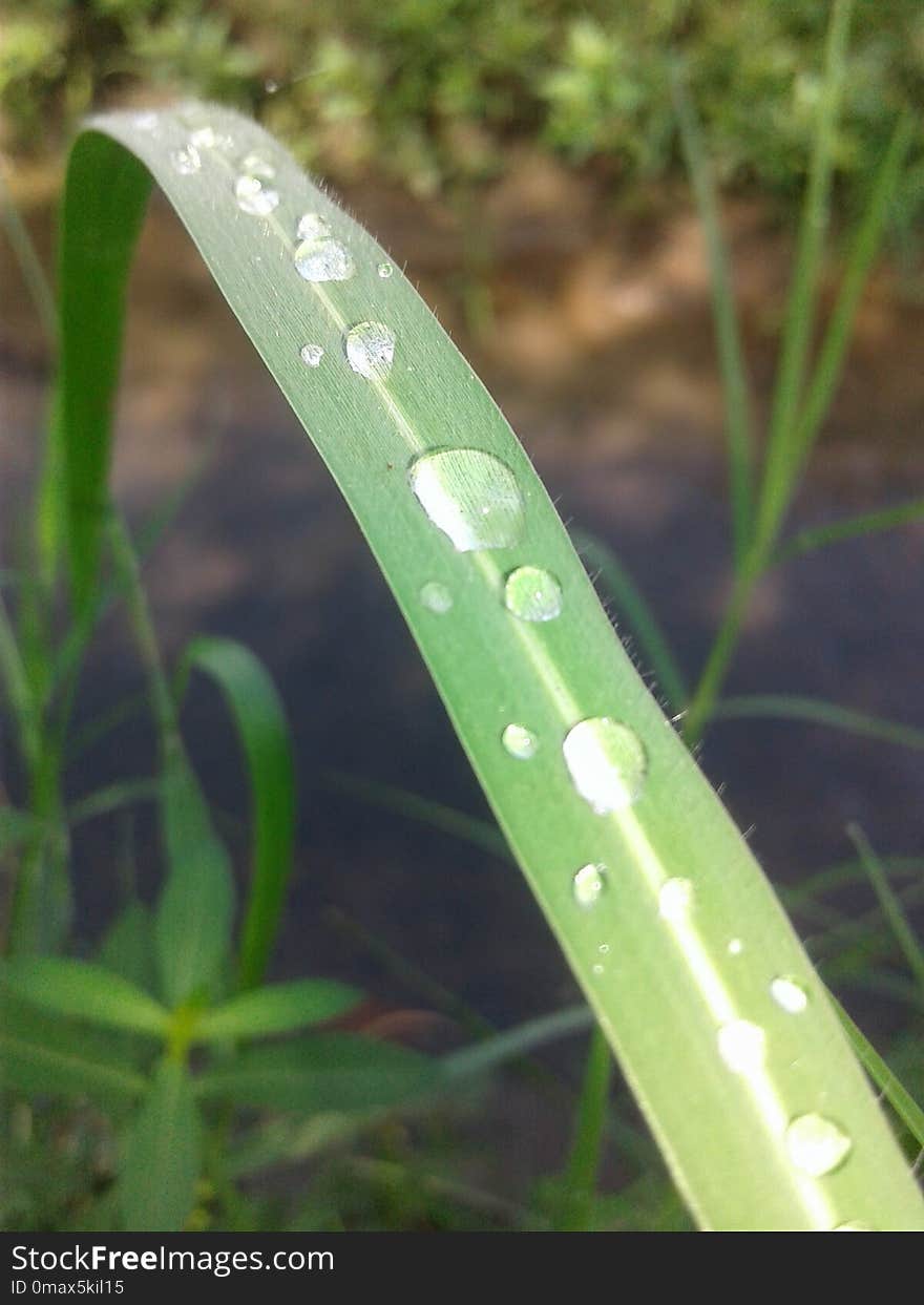 Water, Leaf, Moisture, Dew