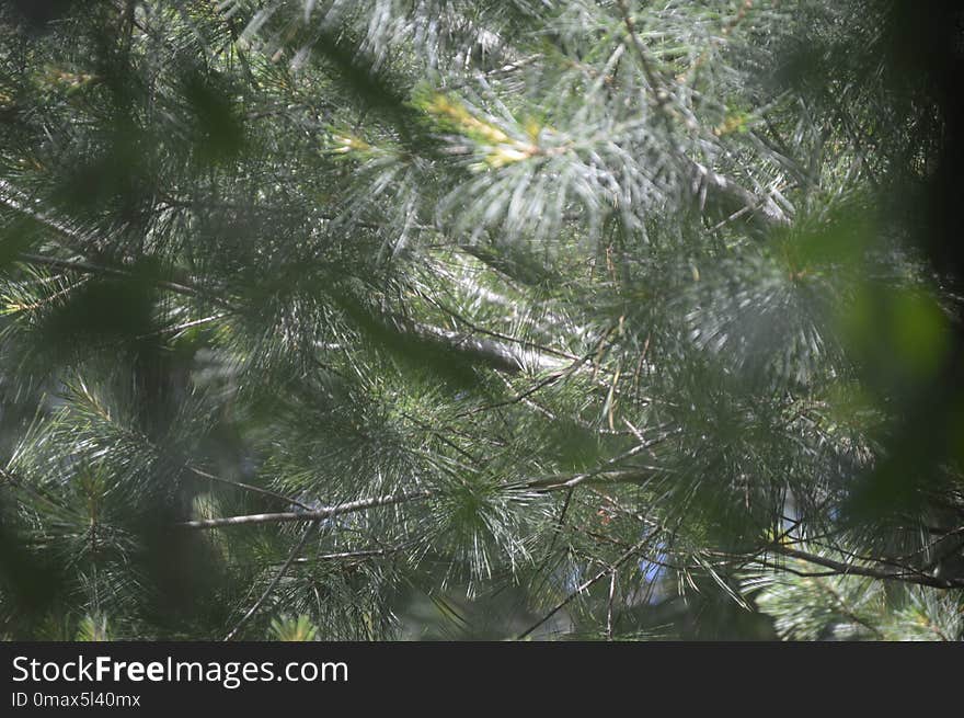 Tree, Vegetation, Branch, Ecosystem