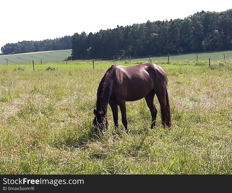 Horse, Pasture, Grassland, Grazing