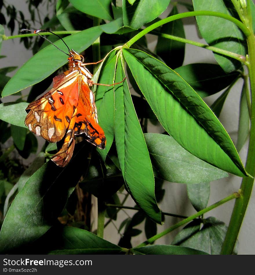 Insect, Moths And Butterflies, Butterfly, Moth