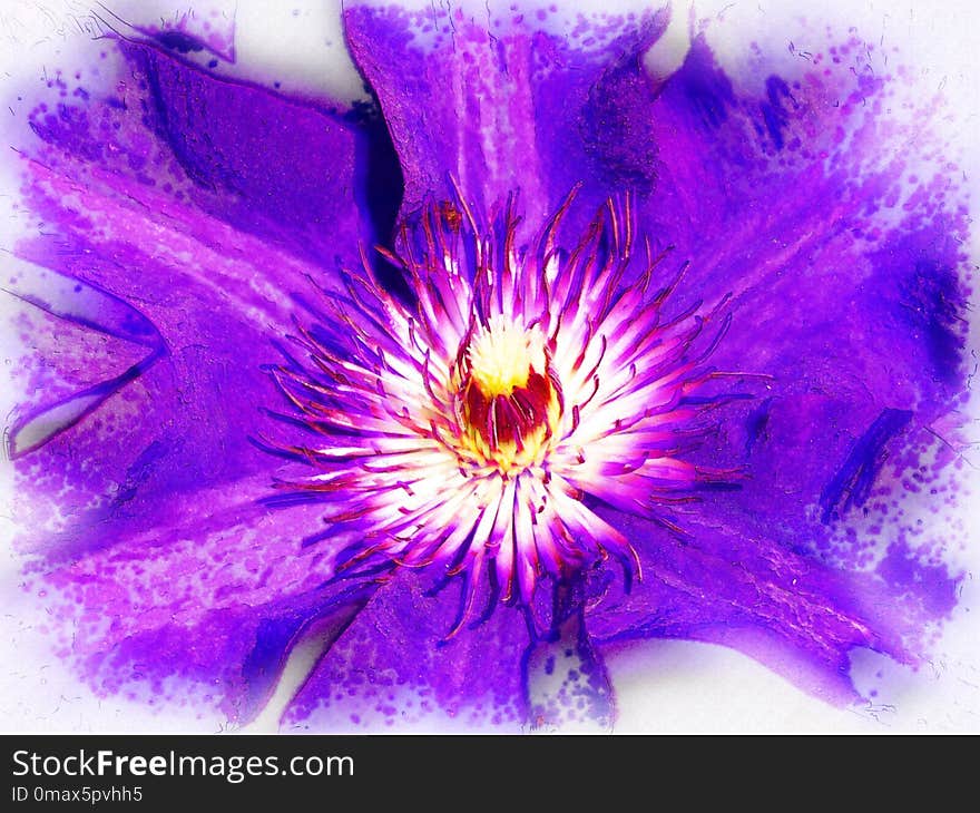 Flower, Purple, Violet, Flowering Plant