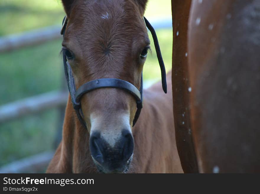 Horse, Fauna, Horse Like Mammal, Snout