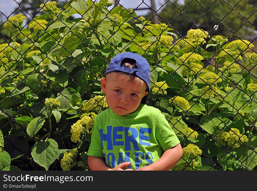 Plant, Agriculture, Tree, Leaf