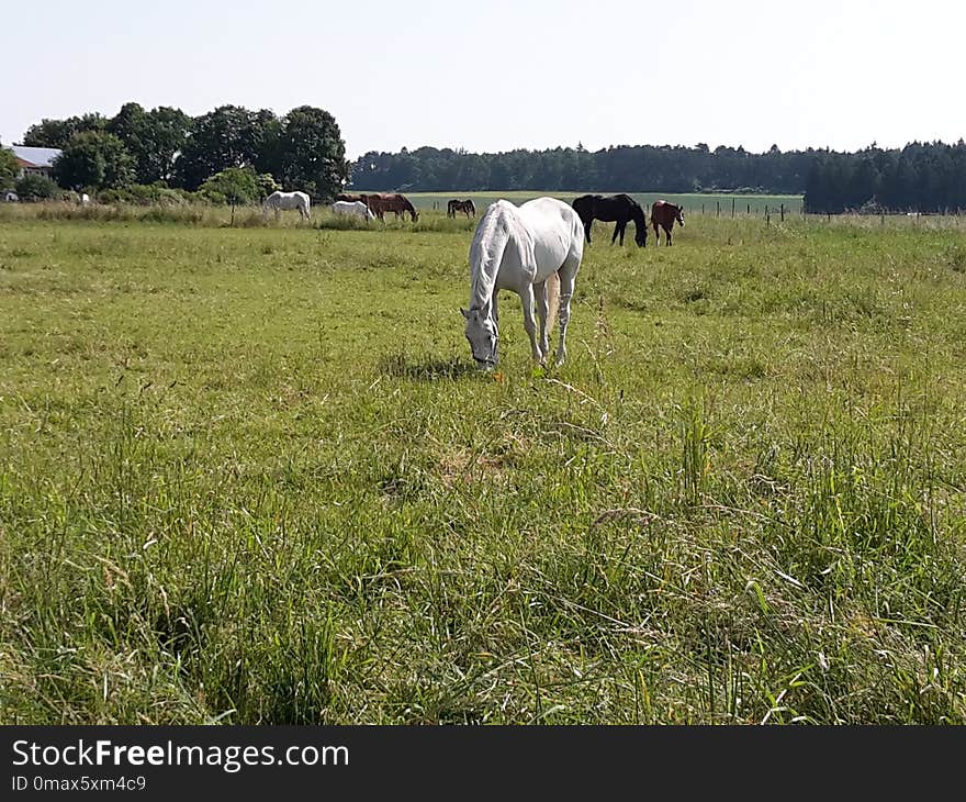 Grassland, Pasture, Grazing, Ecosystem