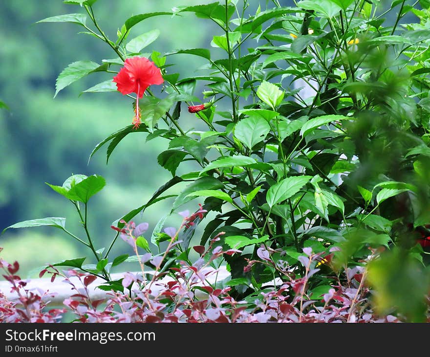 Plant, Vegetation, Flower, Flora