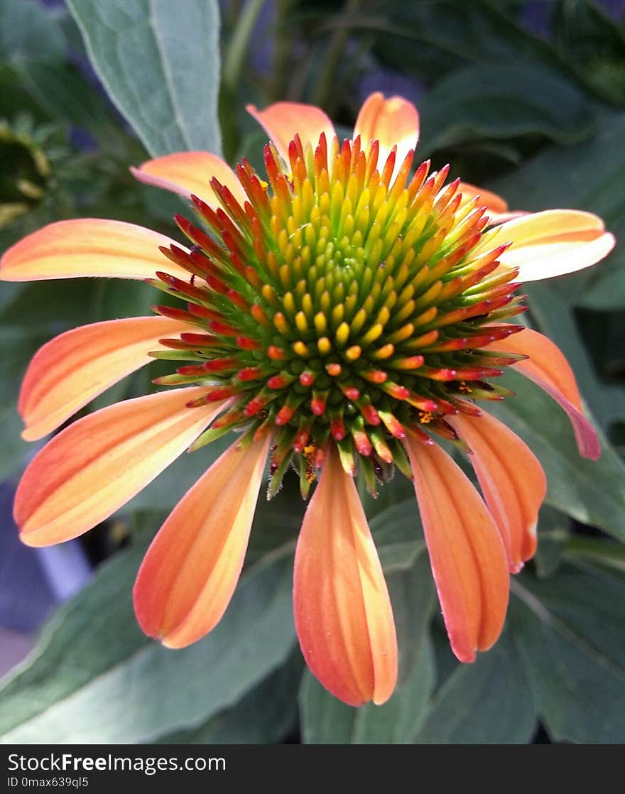 Flower, Plant, Coneflower, Flora