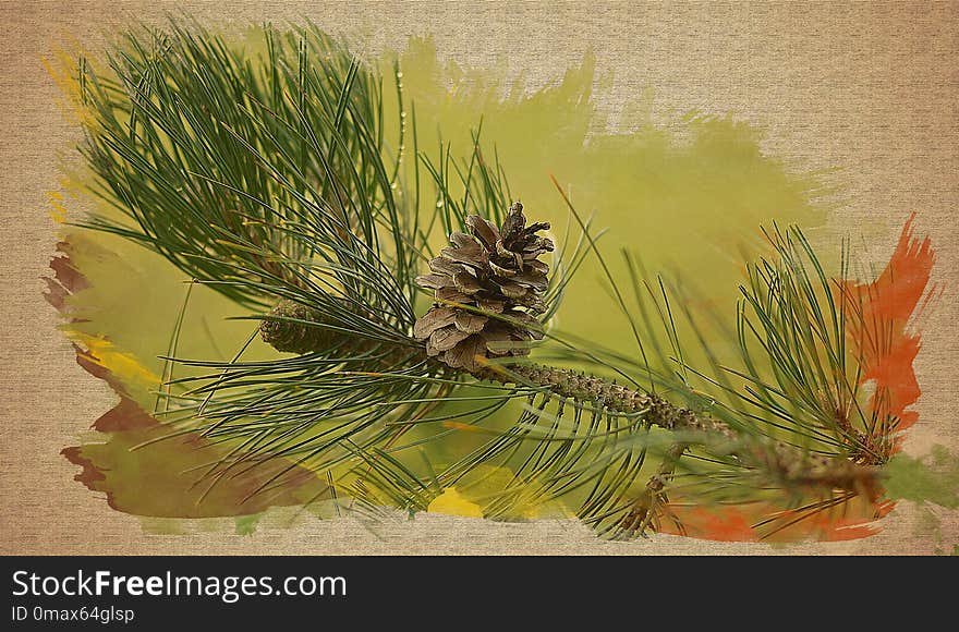 Grass Family, Tree, Plant, Pine Family