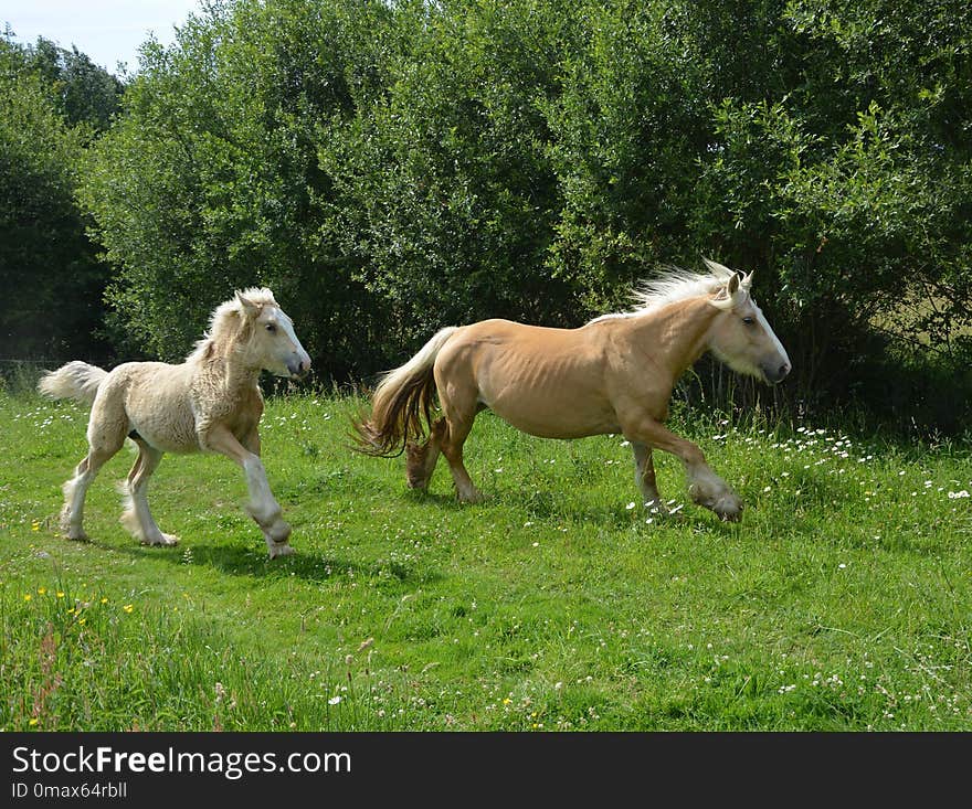 Horse, Pasture, Fauna, Horse Like Mammal