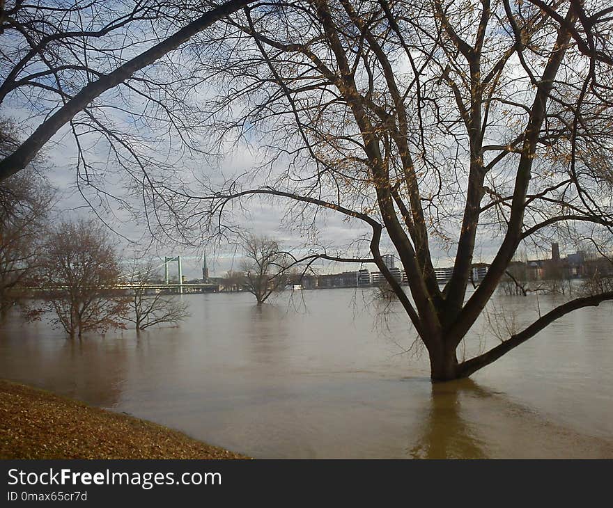 Water, Tree, Reflection, River