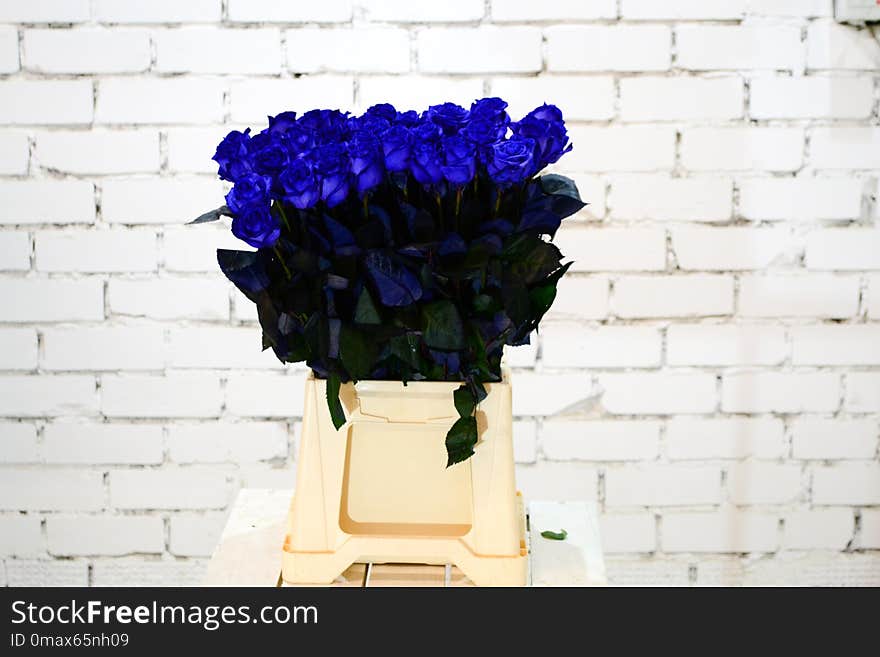 Flower, Cobalt Blue, Blue, Purple