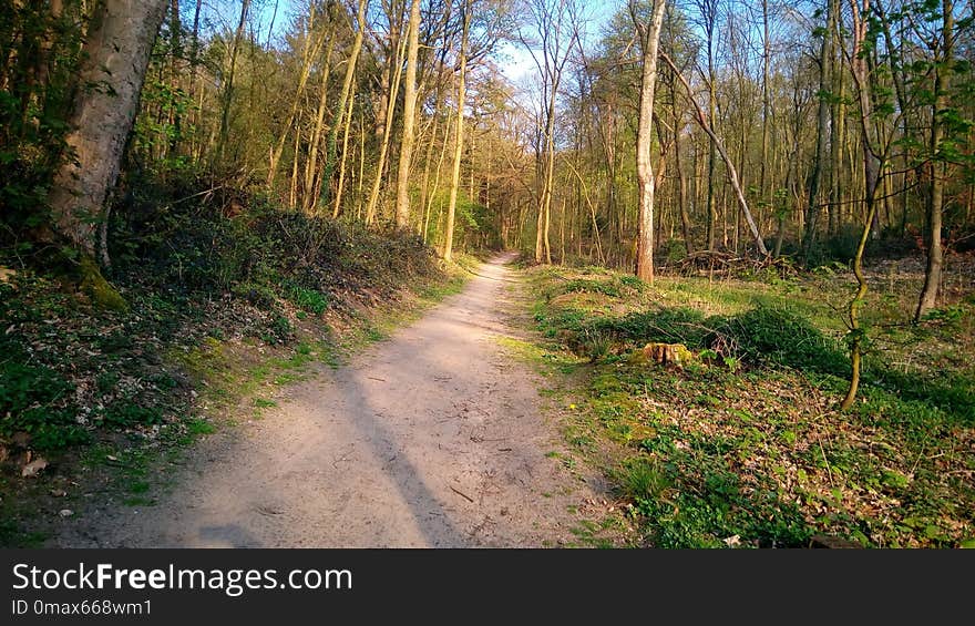 Path, Ecosystem, Woodland, Nature Reserve