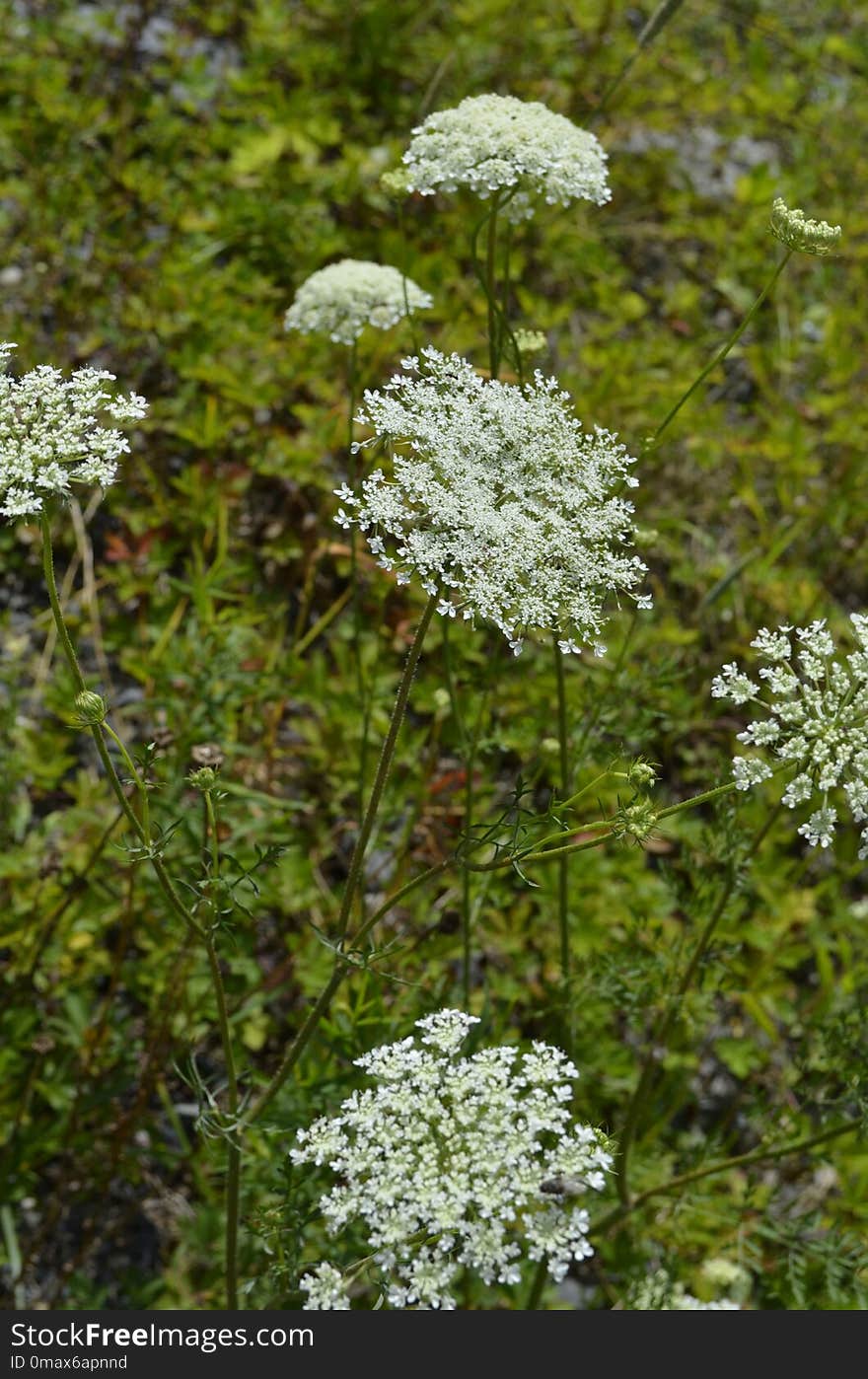 Plant, Cow Parsley, Apiales, Parsley Family