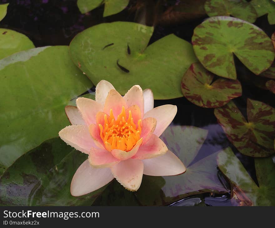 Flower, Plant, Flora, Aquatic Plant