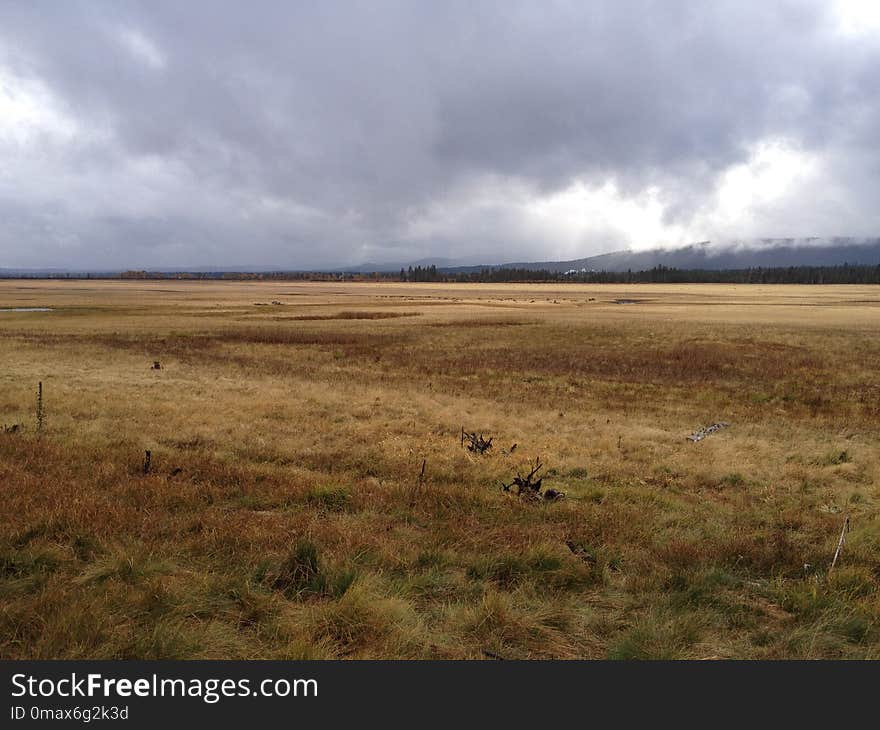 Ecosystem, Plain, Grassland, Steppe