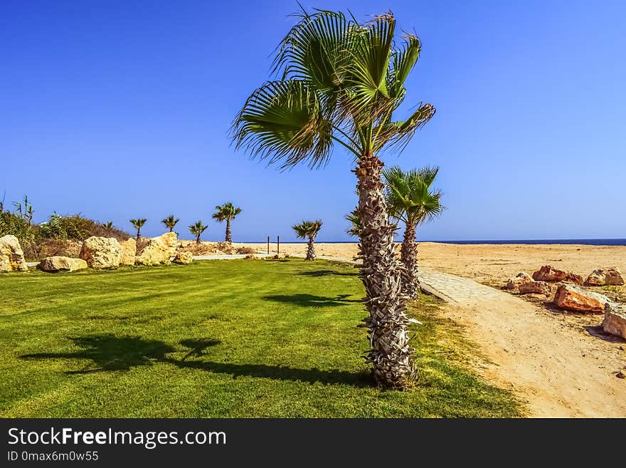 Sky, Palm Tree, Arecales, Tree