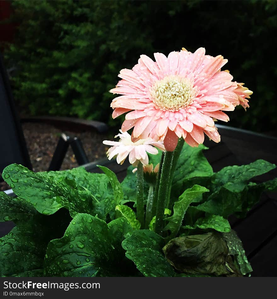 Flower, Plant, Gerbera, Flowering Plant