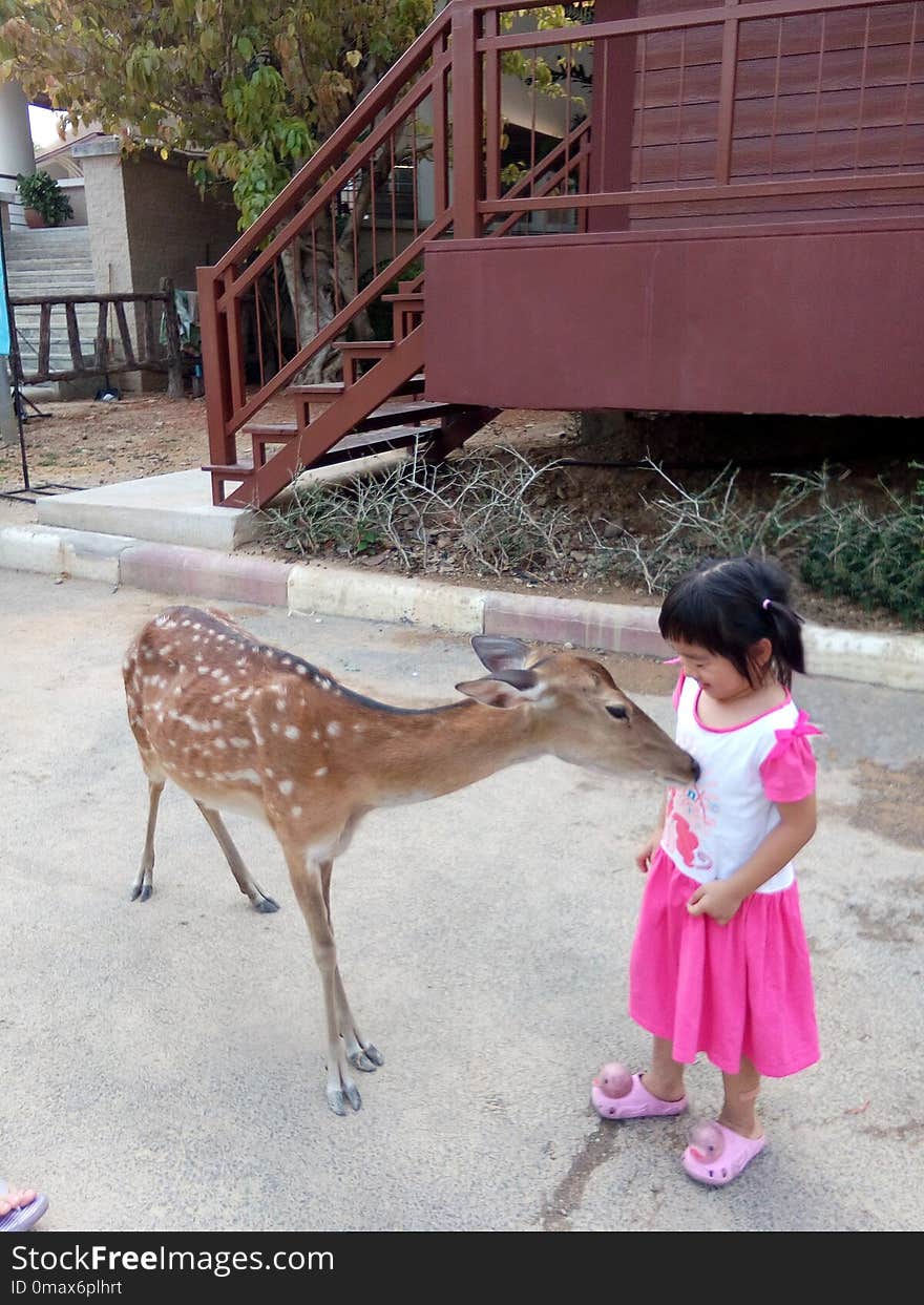 Giraffe, Zoo, Giraffidae, Deer