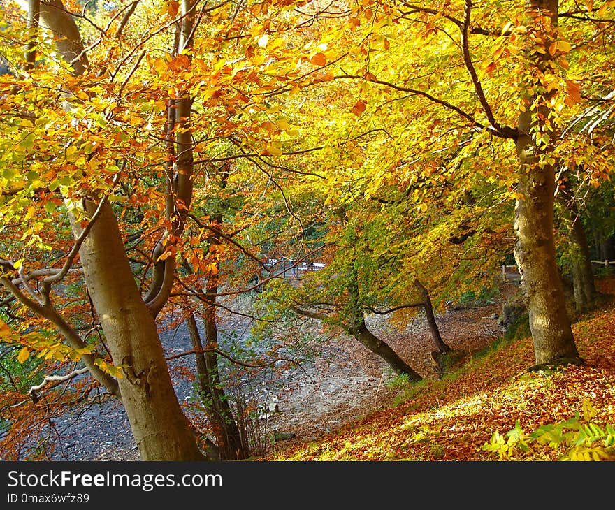 Nature, Autumn, Woodland, Tree