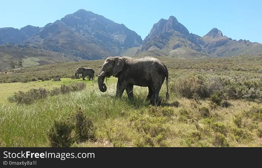 Elephants And Mammoths, Elephant, Wildlife, Grassland