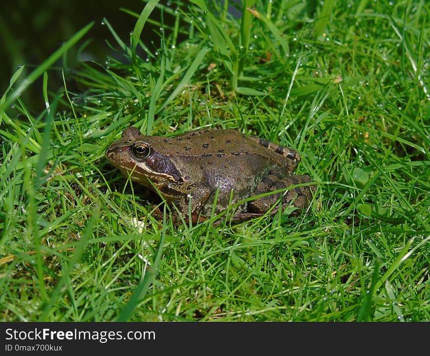 Toad, Ranidae, Amphibian, Ecosystem