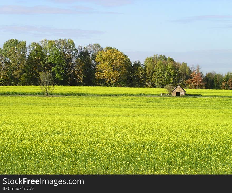 Grassland, Field, Pasture, Prairie