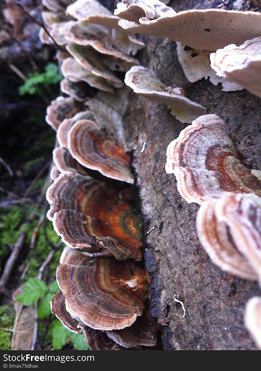 Fungus, Auriculariaceae, Medicinal Mushroom, Auriculariales