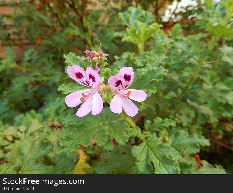 Flower, Plant, Flora, Flowering Plant